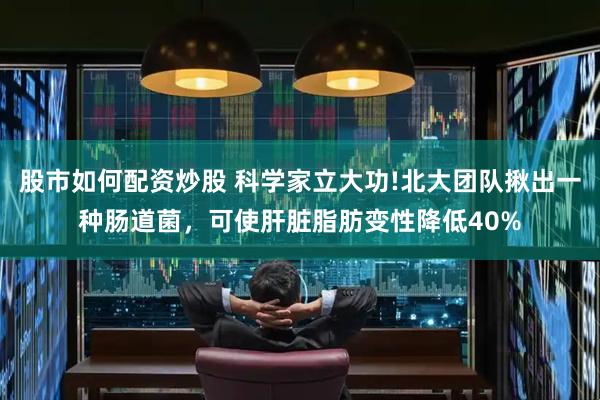 股市如何配资炒股 科学家立大功!北大团队揪出一种肠道菌，可使肝脏脂肪变性降低40%